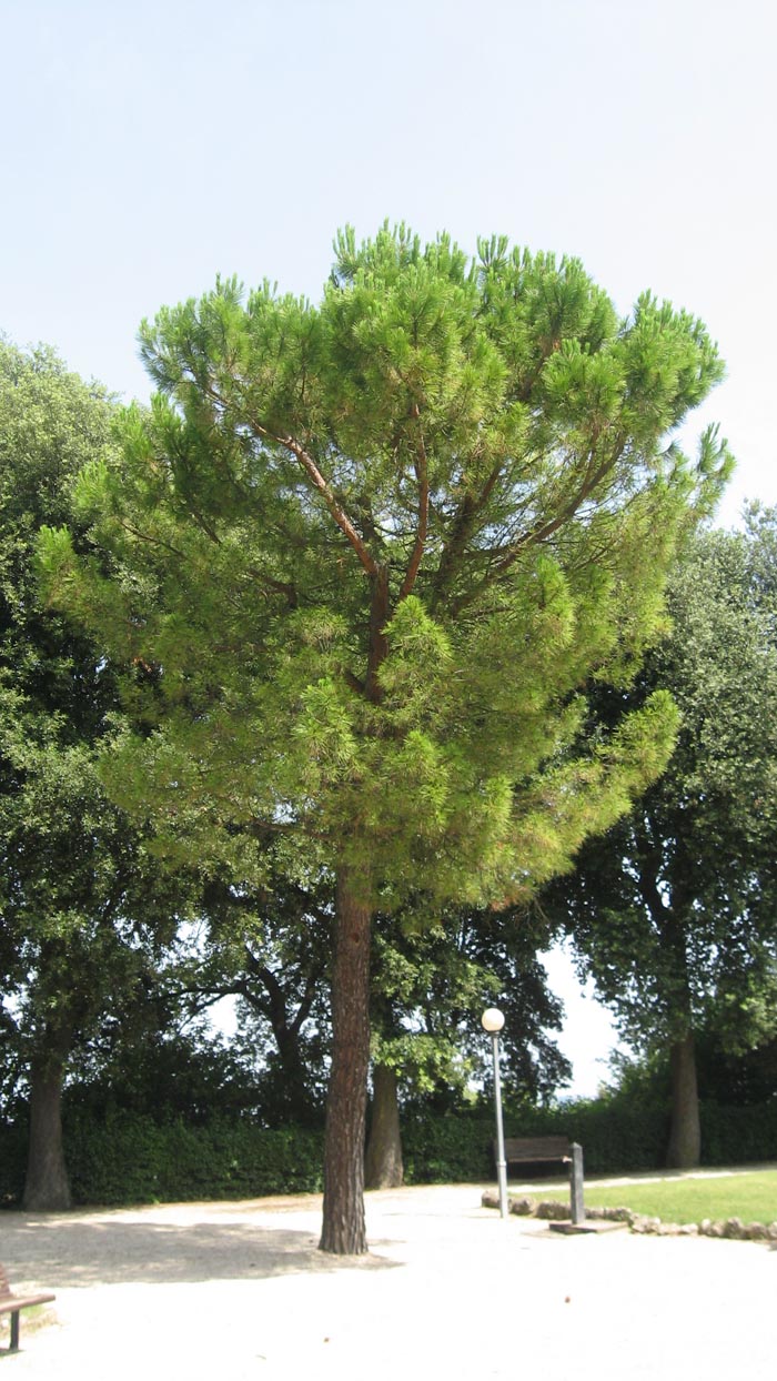 Pinus sp.